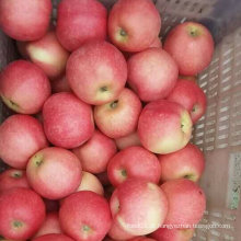 Nova colheita doce vermelho fresco Gala Apple